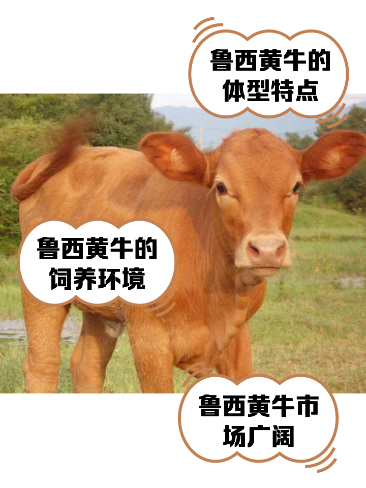 娄底最新医保取现黄牛方法分析(最方便真实的娄底医保取现黄牛怎么取方法)